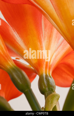 Jaune orange vif Kaffir bush lily douce fleurs changent de couleur jaune à orange en pétales Banque D'Images