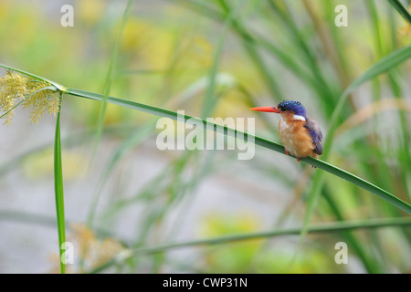 Martin-pêcheur huppé africaine - Diademed Kingfisher (Alcedo cristata) perché sur reed dans un marais à Masai Mara, Kenya Banque D'Images