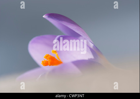 Crocus, close-up Banque D'Images