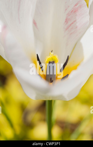 Close-up of tulip's stamen Banque D'Images