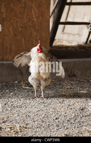 Coq battant des ailes Banque D'Images