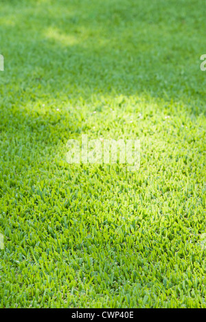 Pelouse verte, full frame Banque D'Images