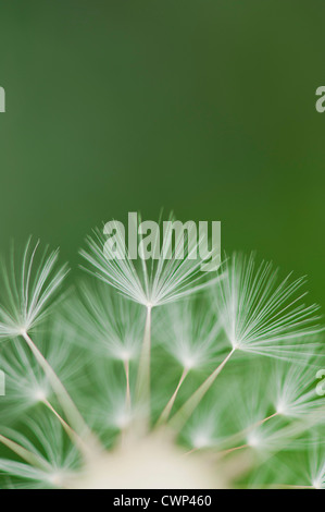 Dandelion seedhead, close-up Banque D'Images