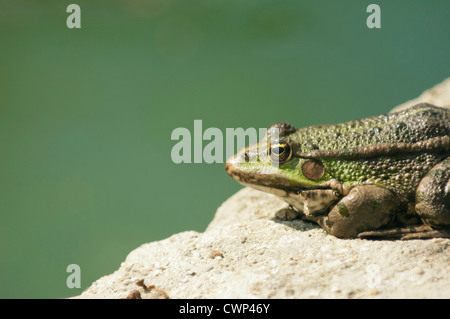 Crapaud calamite basking on rock Banque D'Images