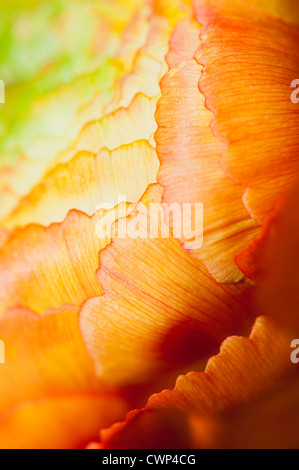 Ranunculus capitule, extreme close-up Banque D'Images