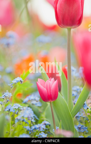 Tulipes et myosotis en pleine floraison Banque D'Images