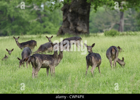 Le daim (Dama dama) forme foncée, n, l'élevage en parc, le Northamptonshire, Angleterre, juin Banque D'Images