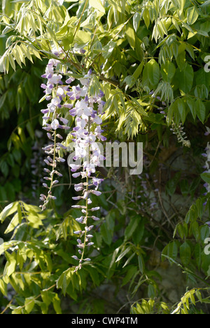 Glycine Banque D'Images