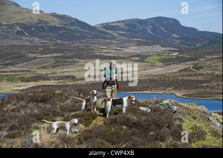 Chien domestique, Foxhound, pied pack et Huntsman sur la lande, Aberfeldy, Perth et Kinross, Scotland, mai Banque D'Images