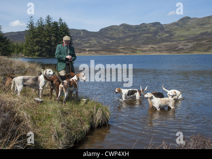 Chien domestique, Foxhound, pied pack et Huntsman à loch, Aberfeldy, Perth et Kinross, Scotland, mai Banque D'Images