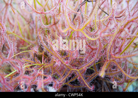 Close up of sundew Drosera Banque D'Images