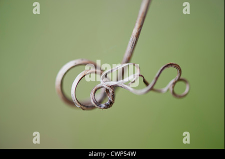 La vrille de la vigne gondolé Banque D'Images