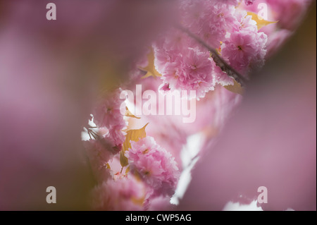 Cerisiers en fleurs Banque D'Images