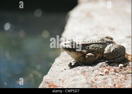 Crapaud calamite basking on rock Banque D'Images