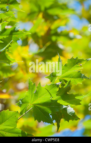 Feuillage sycomore, close-up Banque D'Images