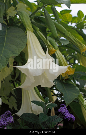 BRUGMANSIA blanc neige. Trompette de l'ange. Le datura. UK. Banque D'Images