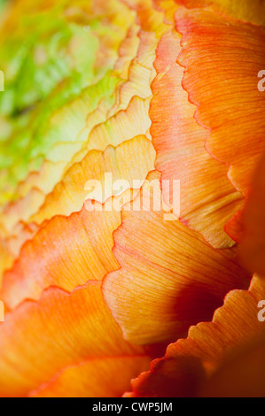 Ranunculus capitule, extreme close-up Banque D'Images