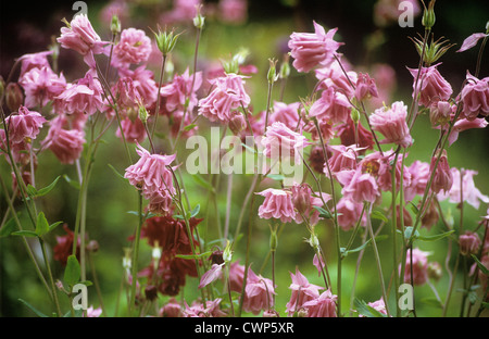 Aquilegia vulgaris, Aquilegia, ancolie, vue latérale du corps de fleurs roses contre un arrière-plan vert de jardin. Banque D'Images