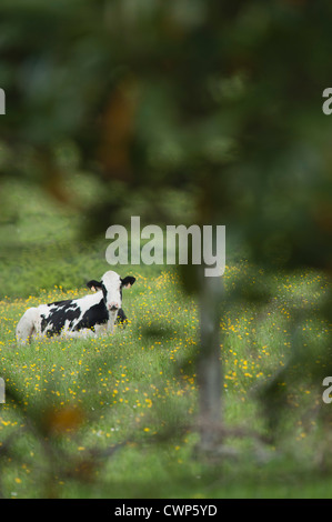 Vache couchée dans les pâturages Banque D'Images