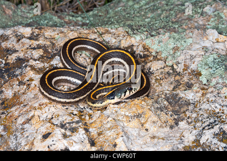 Black-necked Couleuvre rayée Thamnophis cyrtopsis Sycamore Canyon, dans le comté de Santa Cruz, Arizona, United States Banque D'Images