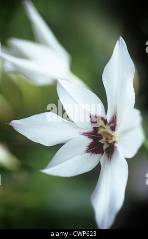 Gladiolus callianthus, glaïeul, Abssynian sword lily Banque D'Images