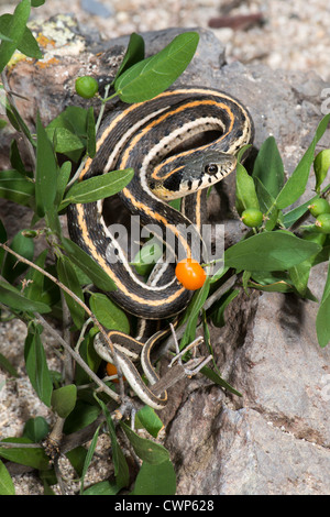 Black-necked Couleuvre rayée Thamnophis cyrtopsis Tucson, comté de Pinal, Arizona, United States 26 août Colubridés immatures Banque D'Images