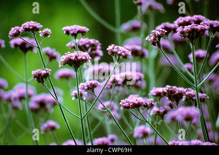 Verbena bonariensis, Verveine, verveine brésilien Banque D'Images