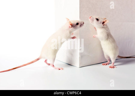 Le rat blanc mignon examiner un sac blanc Banque D'Images