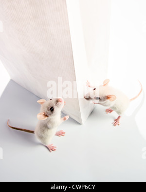 Le rat blanc mignon examiner un sac blanc, focus sur un sac Banque D'Images