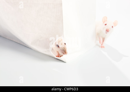 Le rat blanc mignon examiner un sac blanc Banque D'Images