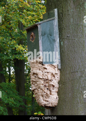 Frelon européen (Vespa crabro) nid, sur birdbox fixé sur tronc d'arbre dans les bois, Leicestershire, Angleterre, octobre Banque D'Images