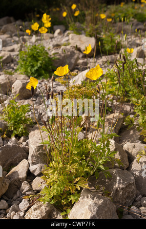 Plants de pavot alpin jaune vif dispersés entre rock et cailloux Banque D'Images