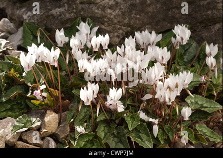 Cyclamen hederifolium album masse de fleurs bloom blanc avec des feuilles à motifs de manière variable Banque D'Images