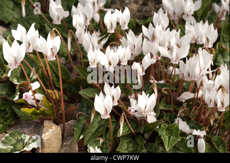 Cyclamen hederifolium album masse de fleurs bloom blanc avec des feuilles à motifs de manière variable Banque D'Images