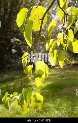 Fruit de l'arbre ou d'un mouchoir dove avec fruit entre feuille feuilles aux beaux jours Banque D'Images