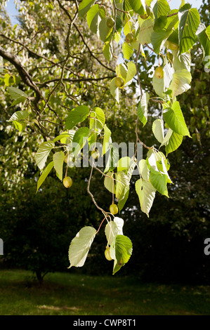 Fruit de l'arbre ou d'un mouchoir dove avec fruit entre feuille feuilles aux beaux jours Banque D'Images