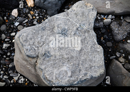 Des traces de fossiles d'ammonites en pierres sur la plage à Lyme Regis, dans le Dorset, UK Banque D'Images