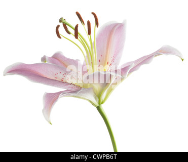 Lilium 'Star' Gazer, Lily Banque D'Images