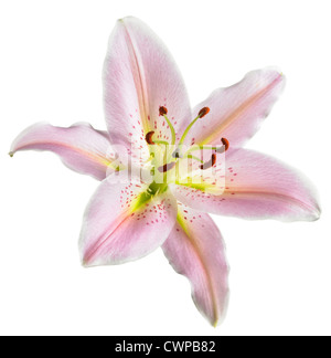 Lilium 'Star' Gazer, Lily Banque D'Images