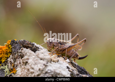 Bush Cricket foncé ; Pholidoptera griseoaptera ; femmes ; Cornwall, UK ; été Banque D'Images