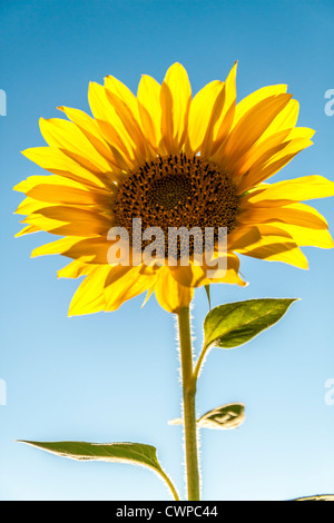 Photo de tournesol contre le soleil Banque D'Images