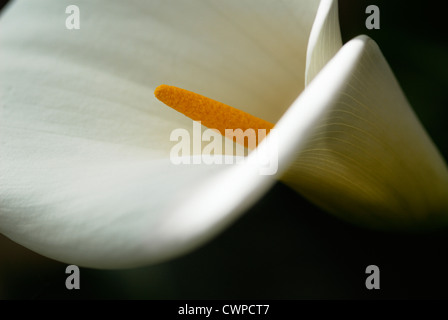 Lily Zantedeschia,,, d'arum calla lily Banque D'Images