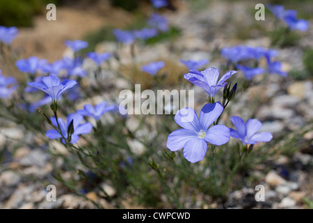Lin Linum perenne vivace ; ; ; Pyrénées Espagne Banque D'Images