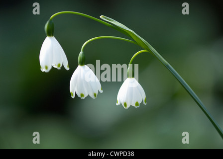 Leucojum aestivum, Snowflake, l'été Banque D'Images