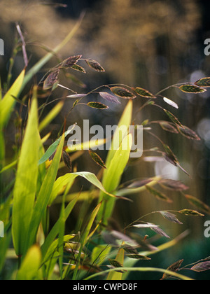 Chasmanthium latifolium, bois de l'avoine, l'avoine de la mer du Nord Banque D'Images