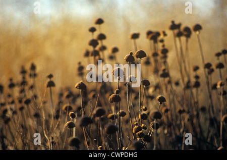 Baptisia australis, Phlomis Banque D'Images