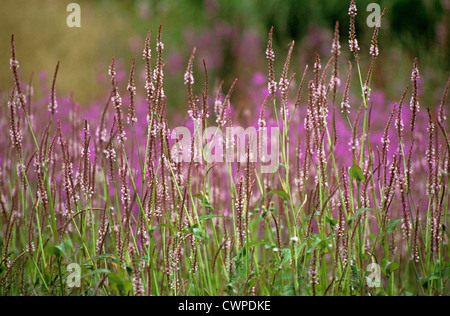 Persicaria amplexicaulis 'Rosea', Renouée bistorte Banque D'Images