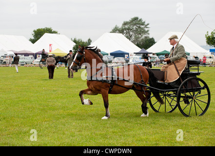 Un cheval et un chariot à l'Orsett Pays montrent en Essex Banque D'Images