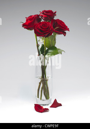 Quatre tiges de Rose rouge dans un vase en verre avec deux pétales tombés au front contre une arrière-plan gris Banque D'Images