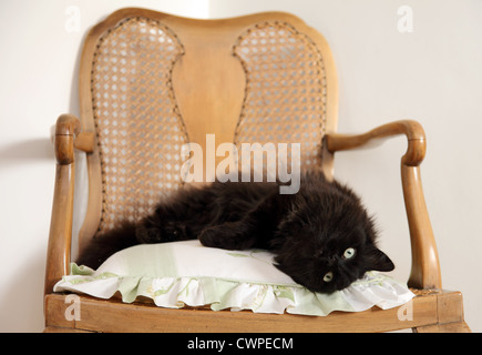 Mignon aux cheveux longs chat noir couché sur un coussin, sur une chaise. Banque D'Images